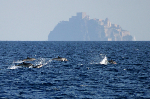 delfini a Ischia