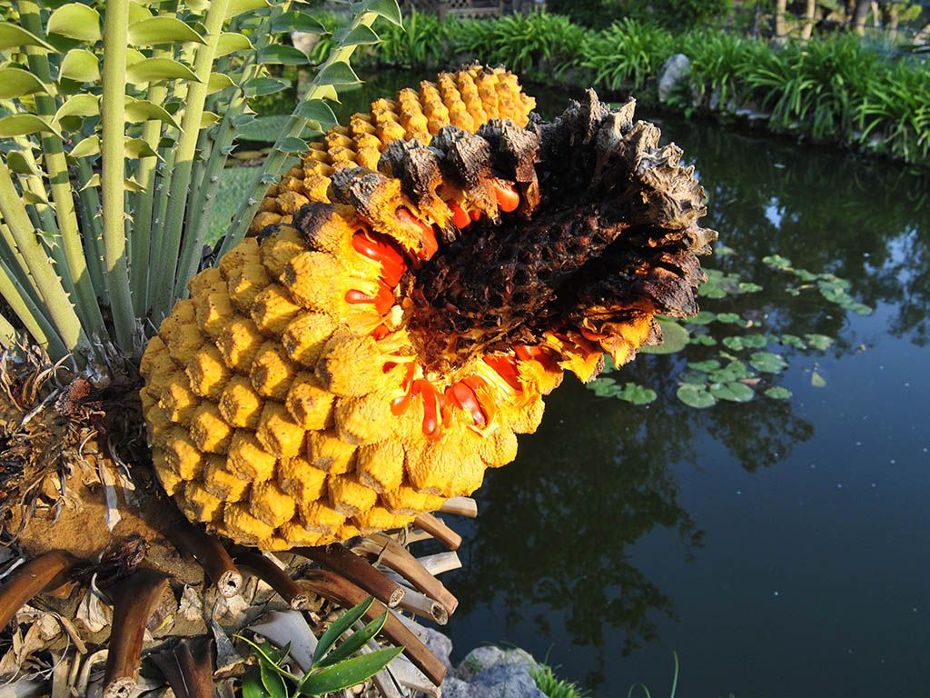 Giardino La mortella Isola d'Ischia