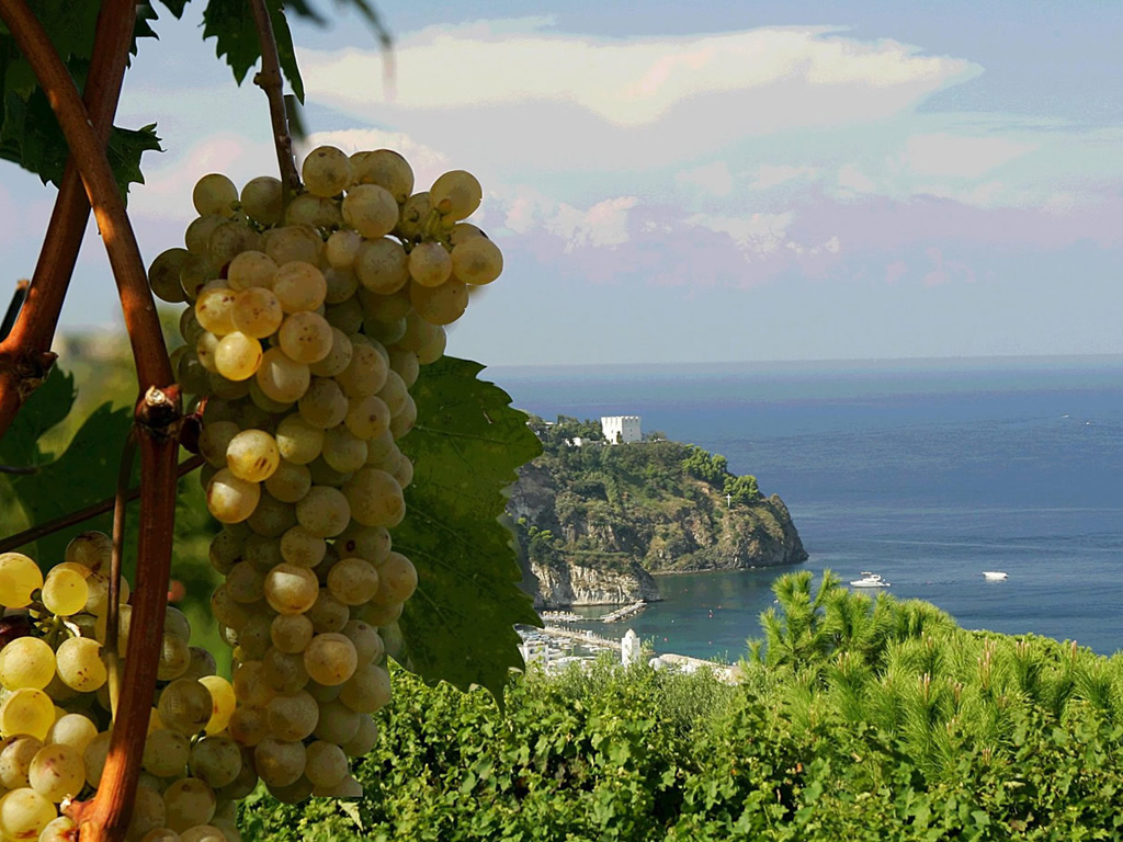 I Vini dell’isola d’Ischia