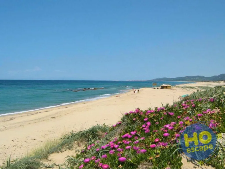 Lunga spiaggia sabbiosa con mare blu e fiori rosa in primo piano