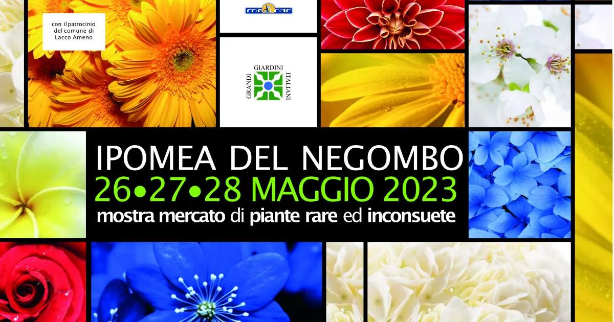 Ipomea del Negombo 2023